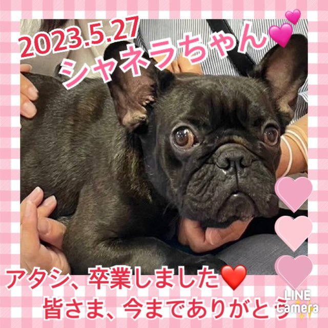 【運命の赤い糸見～つけた💓フレンチブルドッグのシャネラちゃん💕】2023,5,27